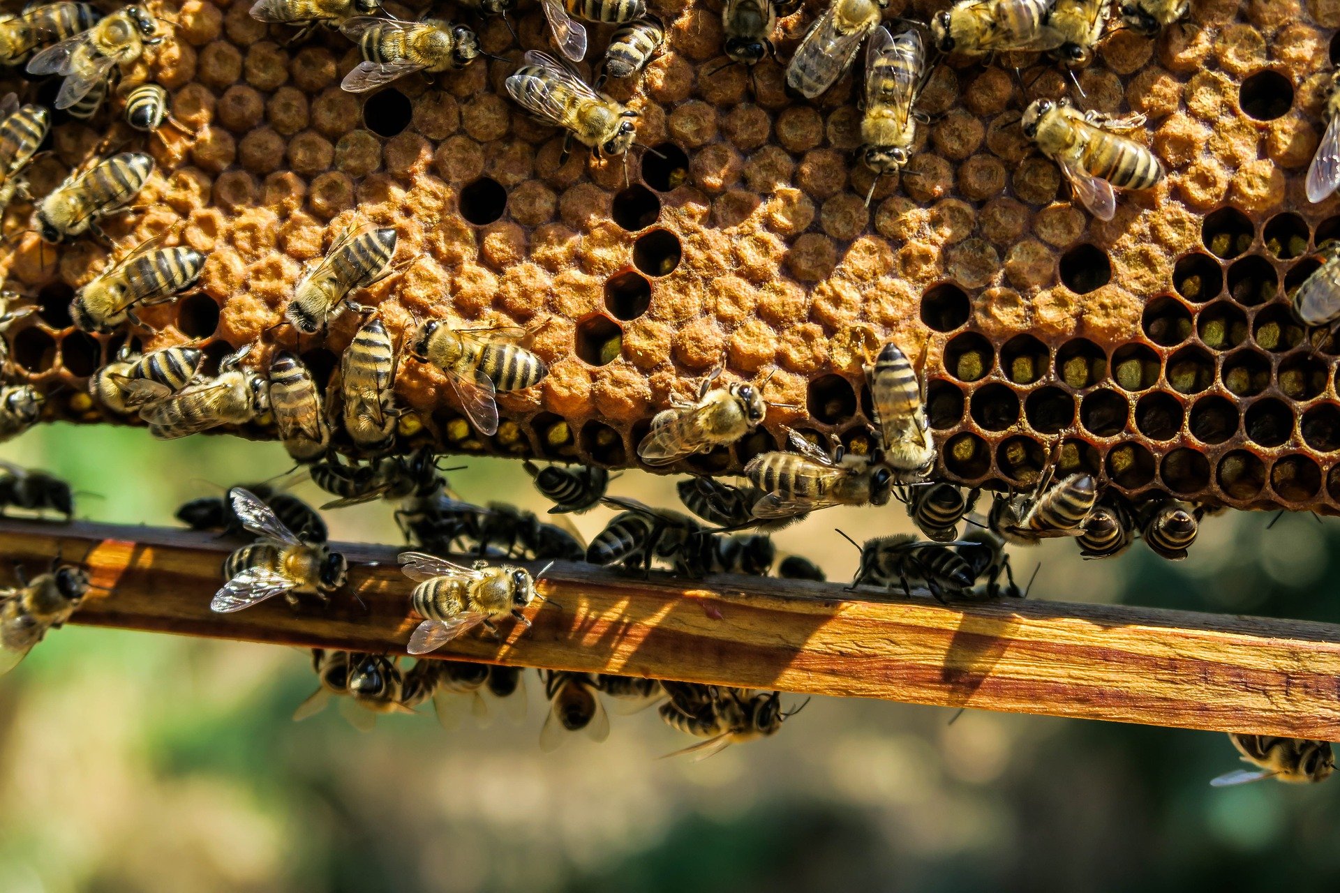 bijen op raat