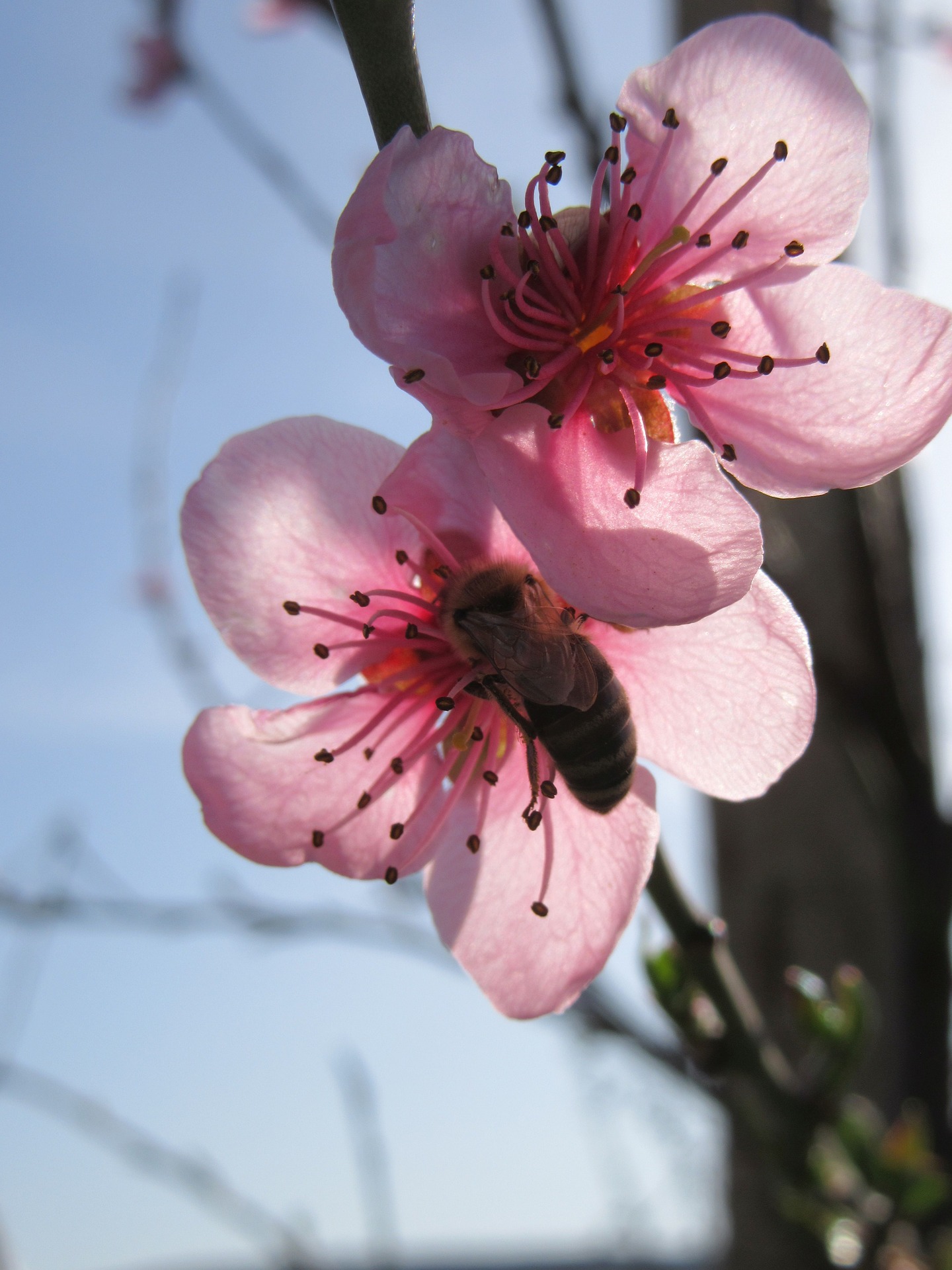 bloesem lente bij kersenboom